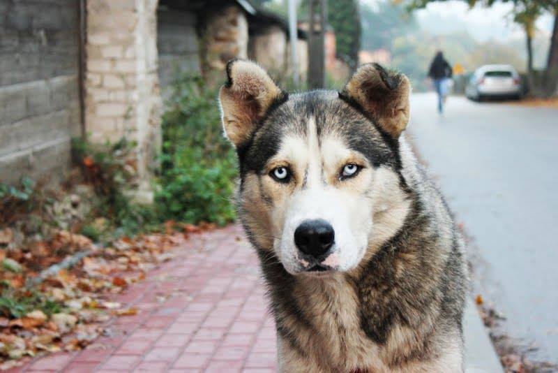 pies na ulicy akcja buda